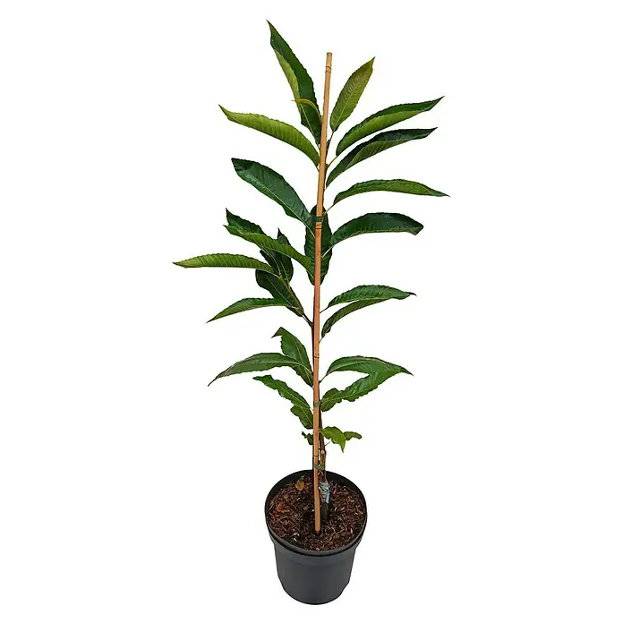 Esskastanienbaum 2er Set - Castanea sativa (2 Sorten, veredelt), Topfvolumen: 5 l - Junge Kastanie in einem Topf mit einem braunen Stab zur Unterstützung, ideal für Gartenliebhaber.