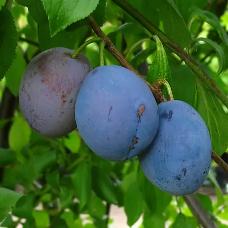Pflaumenbaum