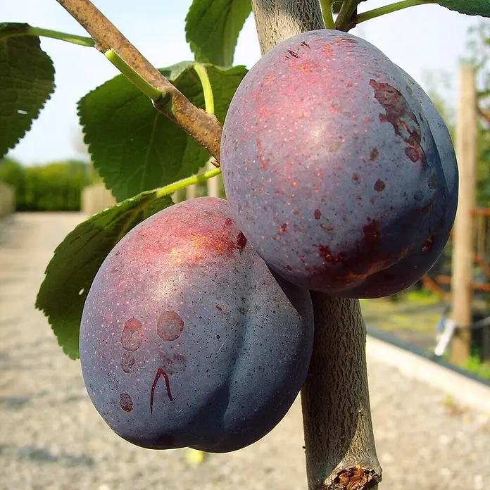 Pflaumenbaum - Prunus domestica ‘Jojo’, Topfvolumen: 10 l, Erntezeit: September - Zwei saftige Pflaumen hängen an einem Ast und laden zum Naschen ein. Die Früchte sind reif und haben eine intensive Farbe.