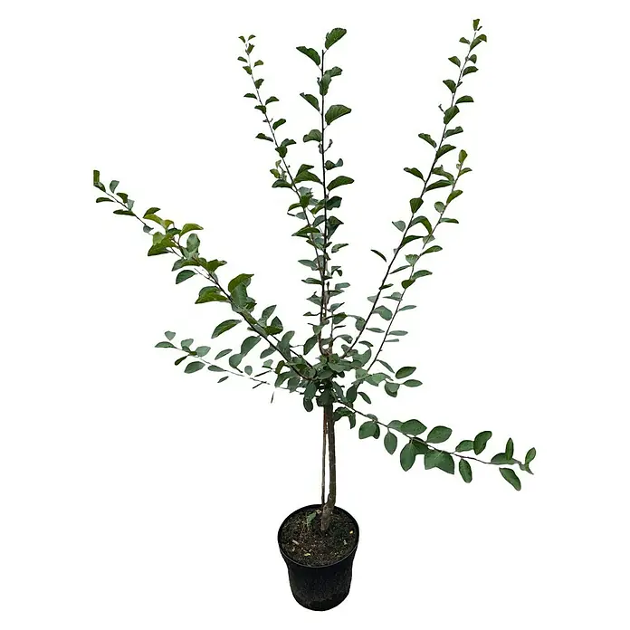 Mirabellenbaum - Prunus domestica ‘Nancy Mirabelle’, 10 l, Erntezeit: August - Junger Zierapfelbaum in einem Topf. Der Baum hat grüne Blätter und einen geraden Stamm. Ideal für Garten oder Terrasse.