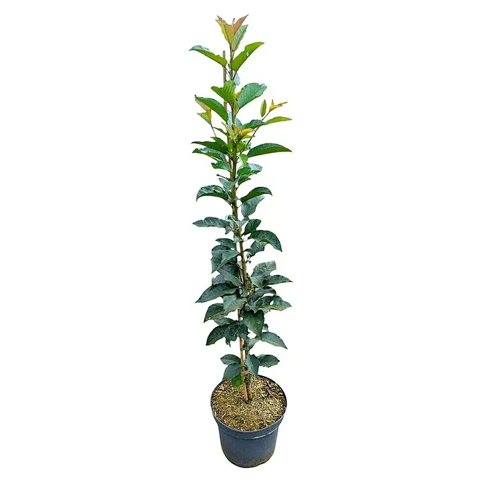 Säulen-Sauerkirschbaum - Prunus cerasus 'Jachim', Erntezeit: Juli - Junger Baum in einem Topf mit grünen Blättern und einem schlanken Stamm, ideal für den Garten oder Balkon.