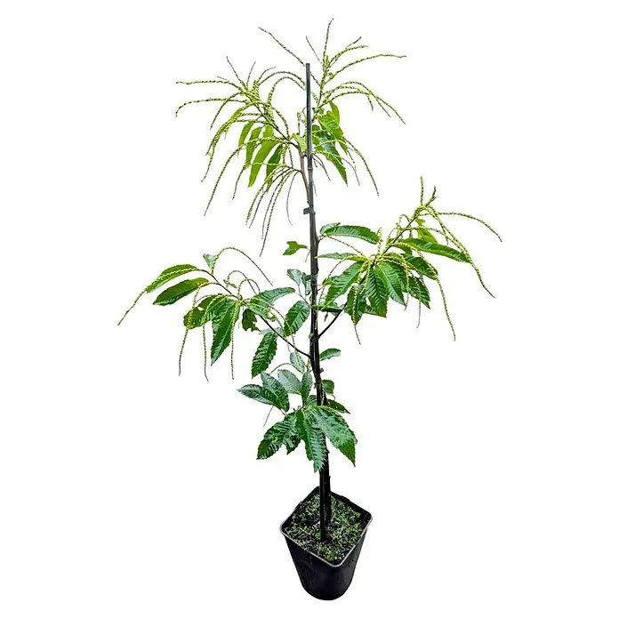 Esskastanienbaum 2er Set - Castanea sativa (2 Sorten, veredelt), Topfvolumen: 5 l - Diese Aufnahme zeigt einen jungen, im Topf wachsenden Kastanienbaum mit glänzenden Blättern und gelben Blütenständen vor schwarzem Hintergrund.
