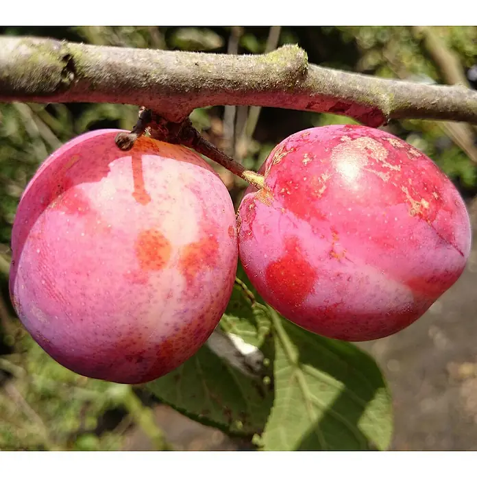 Pflaumenbaum - Prunus domestica ‘Königin Viktoria’, Topfvolumen: 10 l, Erntezeit: August - Nahaufnahme von zwei reifen, prallen Pflaumen, die an einem Ast hängen, mit schöner roter Farbe und natürlicher Textur.