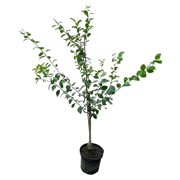 Pflaumenbaum - Prunus domestica ‘Hauszwetsche’, Topfvolumen: 10 l, Erntezeit: September - Bild eines jungen Zierapfelbaums in einem Topf, der seine dekorativen Eigenschaften und potenzielle Größe zeigt.