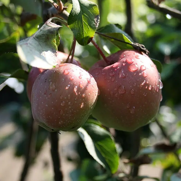 Apfelbaum - Malus domestica ‘Gloster’, Topfvolumen: 10 l, Erntezeit: Oktober - Nahaufnahme von zwei Äpfeln mit Wassertropfen auf einem Apfelbaum. Das Sonnenlicht bringt die rote Farbe und Textur der Äpfel zur Geltung.