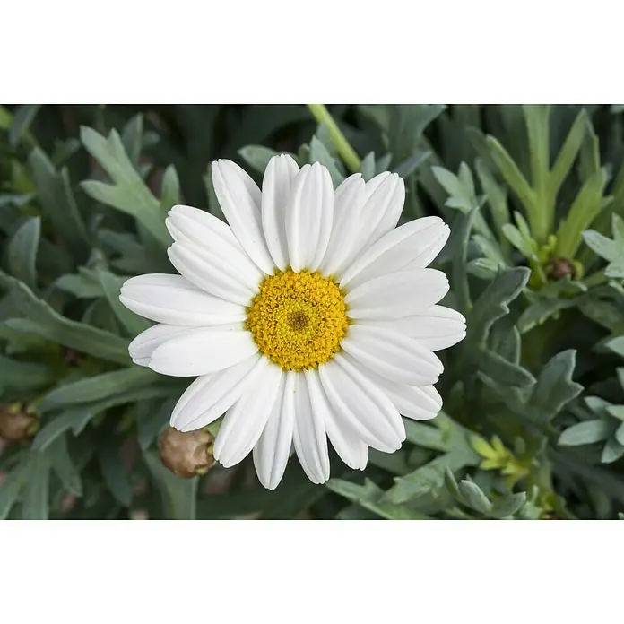 Piardino Strauchmargerite Stella - Argyranthemum frutescens, Topfgröße: 18 cm, Weiß - Nahaufnahme einer weißen Margerite mit leuchtend gelber Mitte, umgeben von grünen Blättern. Die Blüte sticht im Garten hervor.