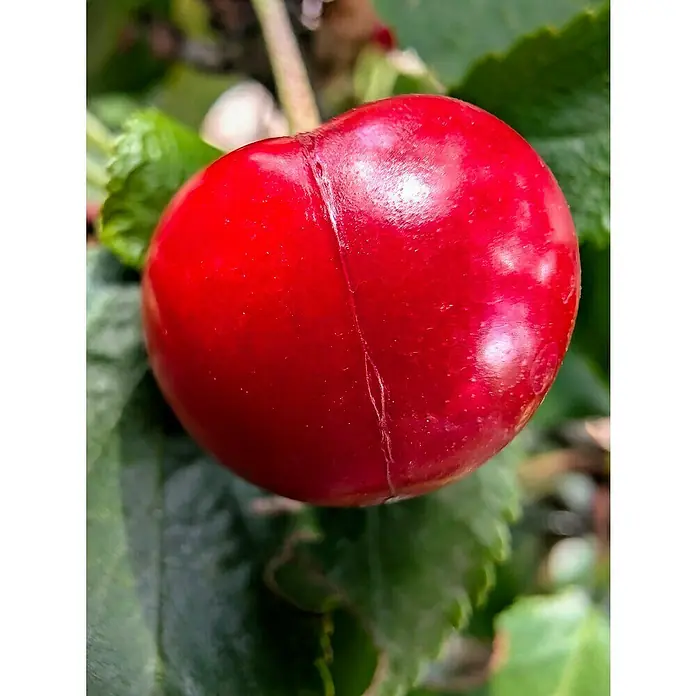 Säulen-Sauerkirschbaum - Prunus cerasus 'Jachim', Erntezeit: Juli - Nahaufnahme einer leuchtend roten Kirsche mit einer feinen Risslinie, die auf ihrer glänzenden Oberfläche sichtbar ist, umgeben von grünen Blättern.