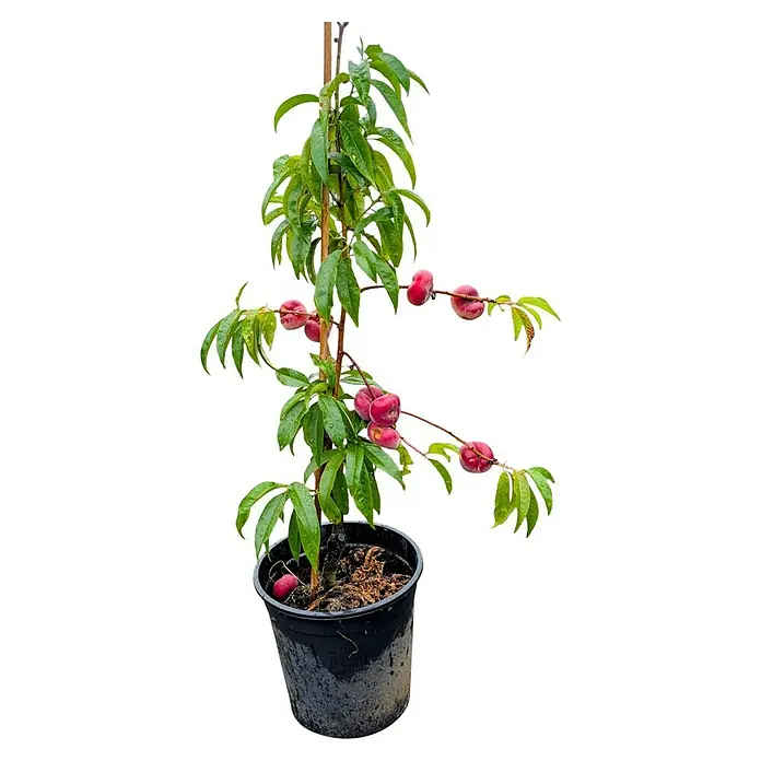 Pfirsich - Prunus persica ‘Saturn’, Topfvolumen: 10 l, Erntezeit: August - Ein Topf mit einem blühenden Pfirsichbaum mit reifen, roten Früchten und grünen Blättern. Die Pflanze ist an einem Pfahl befestigt.