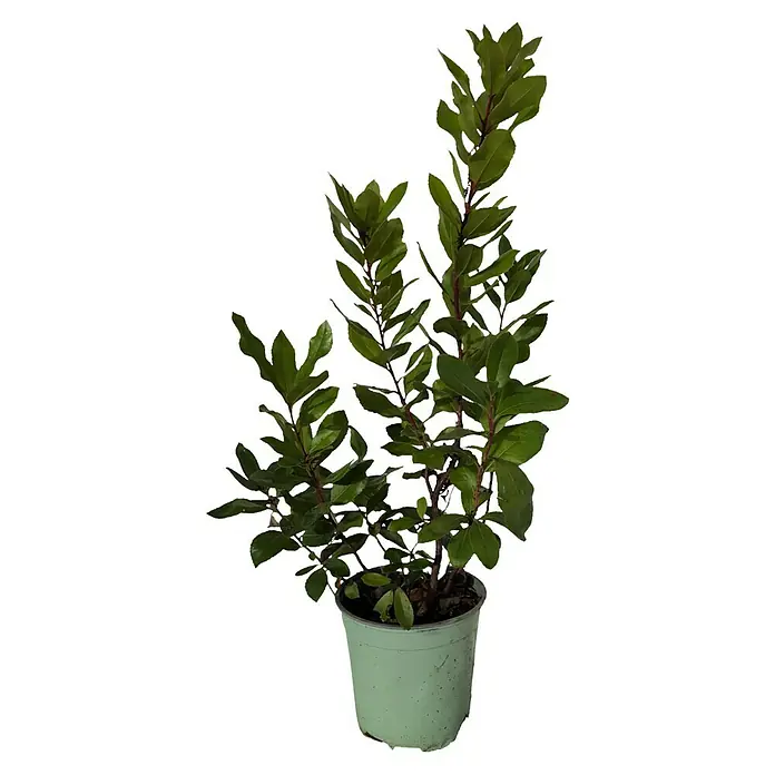 Erdbeere - Arbutus unedo, Topfvolumen: 3,5 l, Aktuelle Wuchshöhe: 50 cm - Ein grüner Lorbeerbaum in einem hellgrünen Topf, der sich ideal für die Küche oder den Garten eignet. Die Blätter sind saftig grün und glänzend.