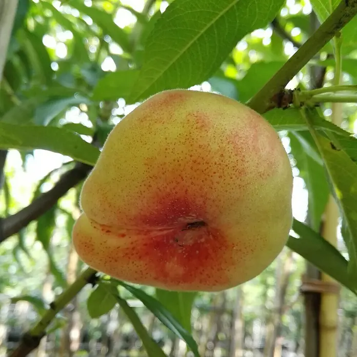 Pfirsich - Prunus persica ‘Saturn’, Topfvolumen: 10 l, Erntezeit: August - Nahaufnahme einer reifen, saftigen Weinbergpfirsichfrucht am Baum, mit grünen Blättern im Hintergrund.