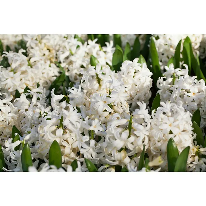 Piardino Frühlingsblumenzwiebeln Hyazinthe - Hyacinthus orientalis 'White Pearl' - Nahaufnahme von weißen Hyazinthenblüten mit grünen Blättern. Die Hyazinthen stehen dicht beieinander und bilden einen üppigen, blühenden Teppich.
