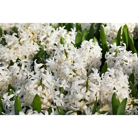 Piardino  Frühlingsblumenzwiebeln Hyazinthe