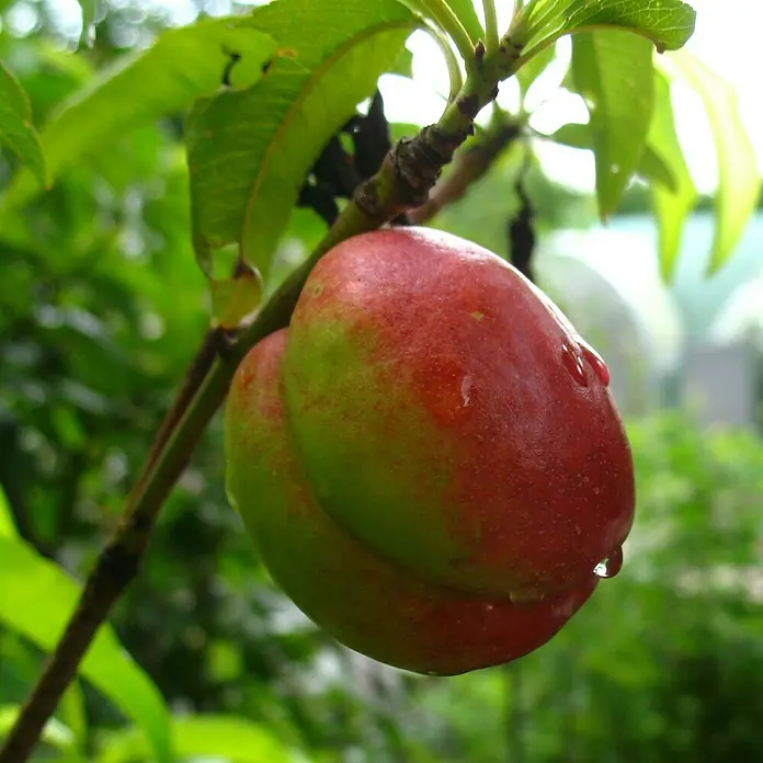 Zwerg-Nektarinenbaum - Prunus nucipersica ‘Fantasia’, Topfvolumen: 10 l, Erntezeit: August - Nahaufnahme einer Nektarine am Baum, teilweise rot, teilweise grün, mit einem Wassertropfen daran.