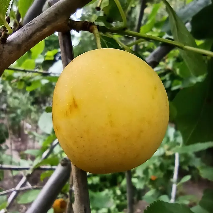 Pflaumenbaum - Prunus domestica ‘Ontariopflaume’, Topfvolumen: 10 l, Erntezeit: August - Nahaufnahme einer reifen, gelben Pflaume, die an einem Ast hängt. Die Pflaume ist rund und glatt mit einer leicht fleckigen Oberfläche.
