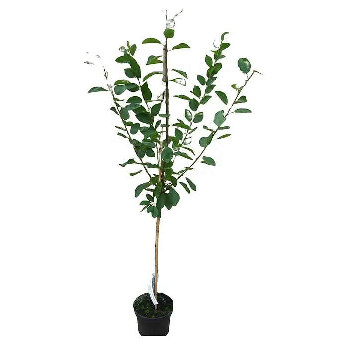 Pflaumenbaum - Prunus domestica ‘Wangenheims Frühzwetsche’, Topfvolumen: 10 l, Erntezeit: Juli - Junger Pflaumenbaum im Topf mit frischen grünen Blättern, an einem Bambusstab befestigt. Ideal für den Garten oder Balkon.