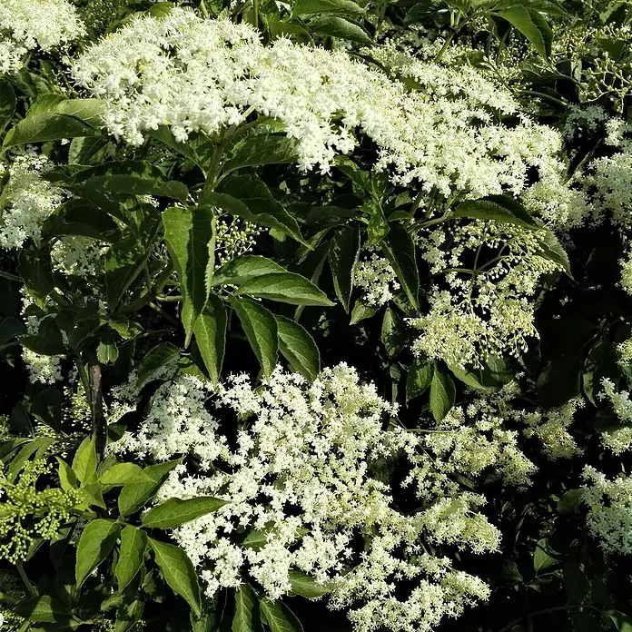 Schwarzer Holunder - Sambucus nigra ‘Haschberg’, Topfvolumen: 3,5 l, Weiß, Aktuelle Wuchshöhe: 40 cm - 60 cm - Nahaufnahme eines Holunderbusches voller zarter, weißer Blüten und üppiger grüner Blätter im Sonnenlicht.
