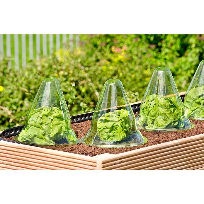 Gardol Pflanzenhut (24 cm, 10 Stk.)