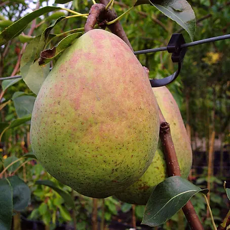 Birnenbaum