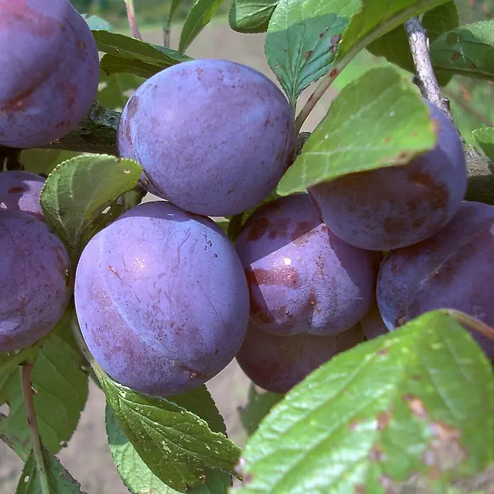 Pflaumenbaum - Prunus domestica ‘Wangenheims Frühzwetsche’, Topfvolumen: 10 l, Erntezeit: Juli - Nahaufnahme von reifen Pflaumen am Baum, die durch ihr sattes Violett und die grüne Belaubung einen sommerlichen Eindruck vermitteln.