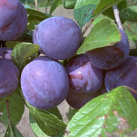 Pflaumenbaum