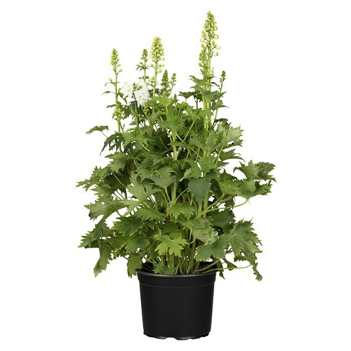 Delphinium Hybride 5