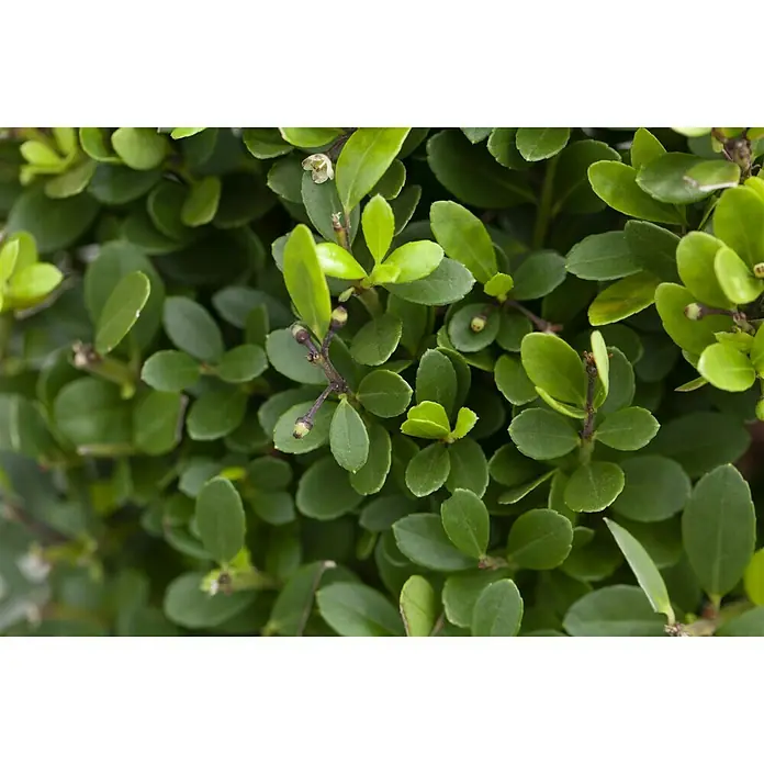 Piardino Japan-Stechpalme - Illex crenata Jenny Pyramide, Aktuelle Wuchshöhe: 60 cm - 80 cm - Nahaufnahme von grünen Blättern einer Immergrün-Pflanze, die eine dichte und üppige Textur aufweisen. Die gesunden Blätter sorgen für ein frisches Aussehen.