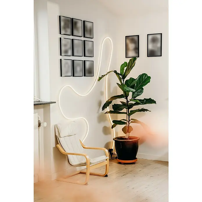 Ledvance LED-Stripes Smart WiFi Magic RGB Flex - Länge: 5 m, Lichtfarbe: RGB, 24 W - Zimmer mit einem hellen Holzstuhl, einer Ficus Lyrata Pflanze im Topf und einer geschwungenen Neonröhre an der Wand.
