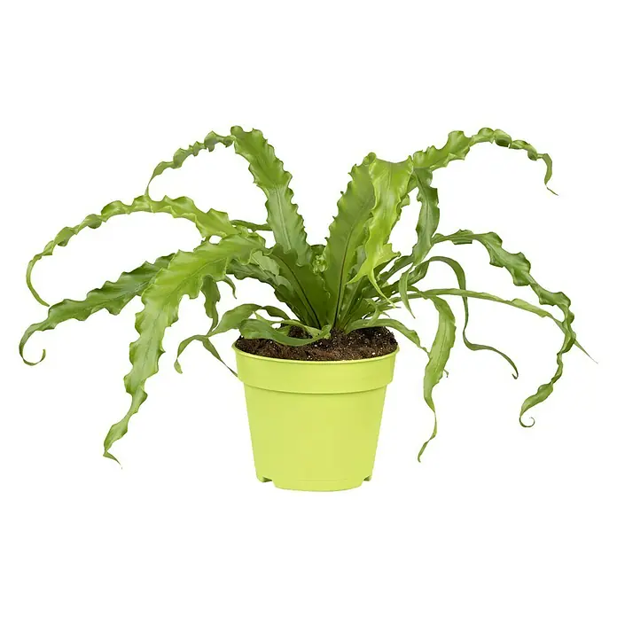 Piardino Nido de ave - Asplenium nidus 'Crispy Wave', Verde claro - Un helecho nido de ave verde en una maceta verde claro. Las hojas son onduladas y cuelgan del borde de la maceta. Planta de interior para un ambiente acogedor.