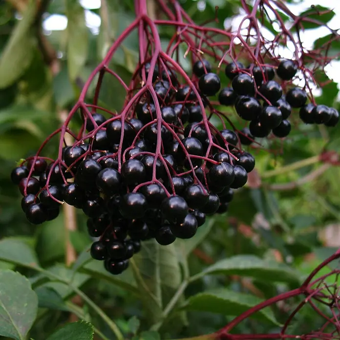 Schwarzer Holunder - Sambucus nigra ‘Haschberg’, Topfvolumen: 3,5 l, Weiß, Aktuelle Wuchshöhe: 40 cm - 60 cm - Nahaufnahme von reifen, glänzenden Holunderbeeren, die an roten Stielen hängen, umgeben von grünen Blättern. Ideal für Saft, Marmelade oder Tee.