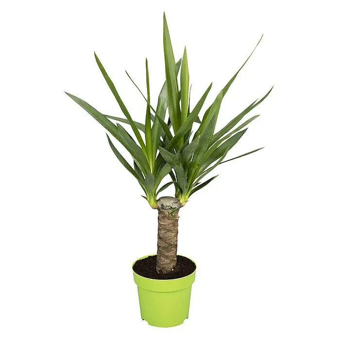 Piardino Palmlilie - Yucca elephantipes, Topfgre: 11 cm online kaufen bei  BAUHAUS