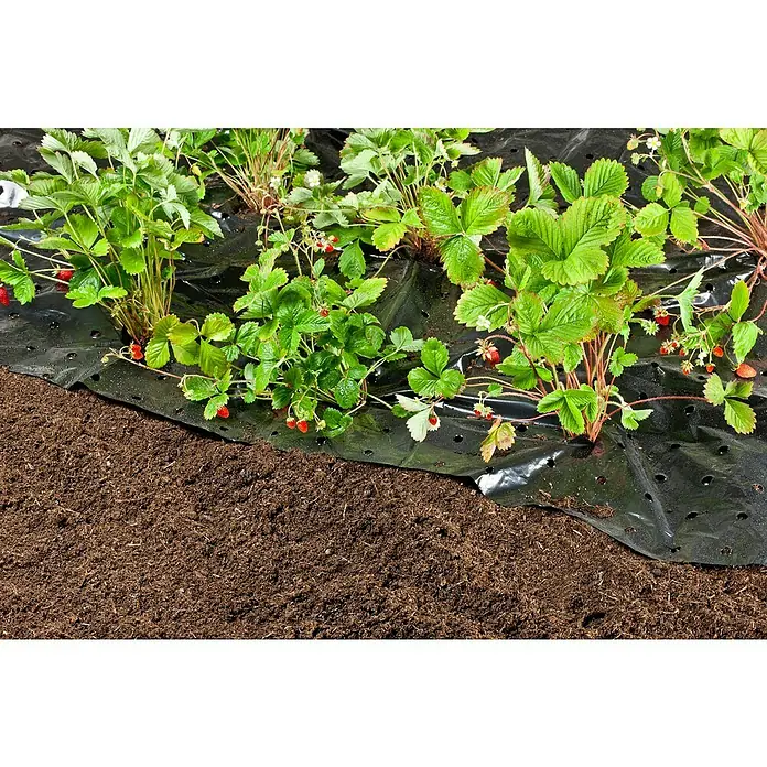 Windhager Antiunkraut-Folie - L x B: 10 x 1,5 m, Schwarz, 1 Stk. - Erdbeerpflanzen wachsen auf einer schwarzen Plastikfolie mit Löchern, die über Erde gelegt wurde.