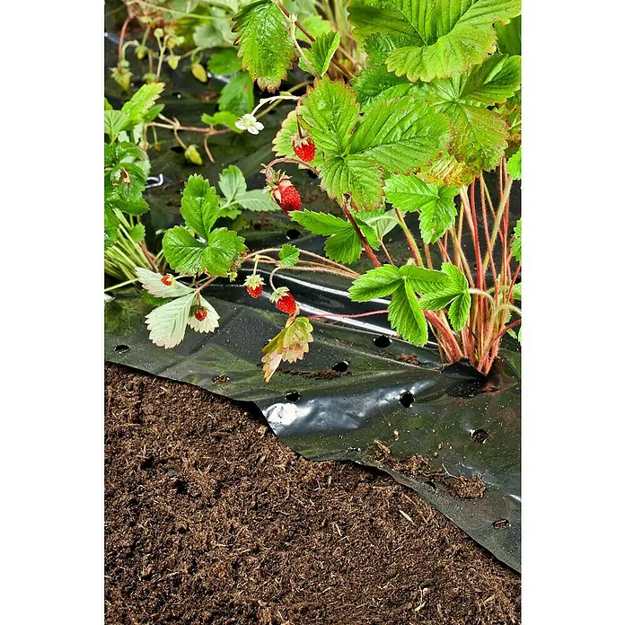 Windhager Antiunkraut-Folie - L x B: 10 x 1,5 m, Schwarz, 1 Stk. - Nahaufnahme von Erdbeerpflanzen, die durch schwarze Plastikfolie wachsen, wobei reife Erdbeeren und nährstoffreicher Boden zu sehen sind.