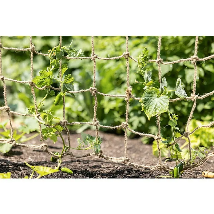 Windhager Rankhilfe - Jutenetz - Jute, 1 Stk. - Nahaufnahme eines Gurkennetzes mit wachsenden Gurkenpflanzen, ideal für den vertikalen Gartenbau.