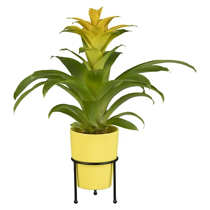 Piardino Bromelia - Bromelia Hybriden, Tamaño de maceta: 10 cm, Dependiendo de la variedad - Bromelia amarilla en una maceta amarilla a juego sobre un soporte negro minimalista, agregando un toque alegre y moderno a cualquier espacio.