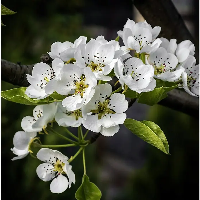 Piardino Bio Birnenbaum - Pyrus communis 'Gute Luise', Topfvolumen: 7 l, Erntezeit: September - Nahaufnahme von einem Zweig voller strahlend weißer Apfelblüten, die die Schönheit und Zartheit des Frühlings zeigen.