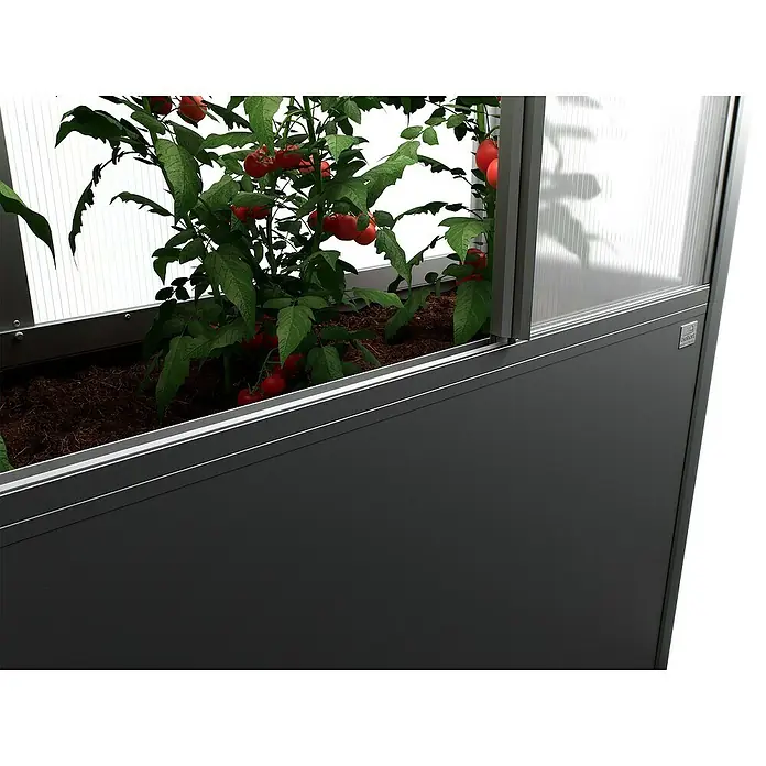 Biohort Florentina Hochbeet-Abdeckung Florentina - L x B x H: 104 x 201,6 x 136,4 mm, Dunkelgrau Metallic - Nahaufnahme eines Hochbeets mit reifen Tomatenpflanzen in einem modernen Gewächshaus. Das Beet ist mit dunkler Erde gefüllt und von einem stabilen Rahmen umgeben.