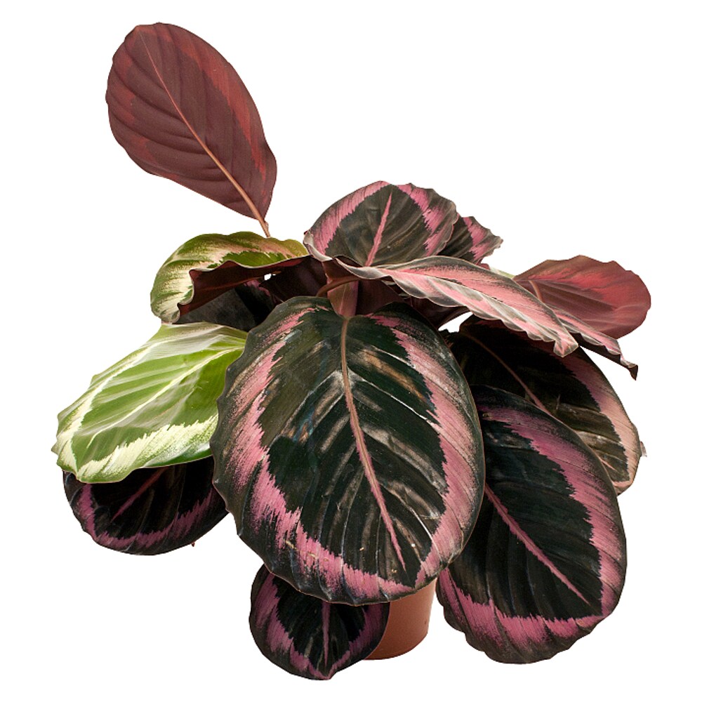 Piardino Calathea - Jetzt kaufen! Schnelle Lieferung
