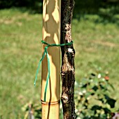 Bambusrohr (Länge: 200 cm, Durchmesser: 75 mm)