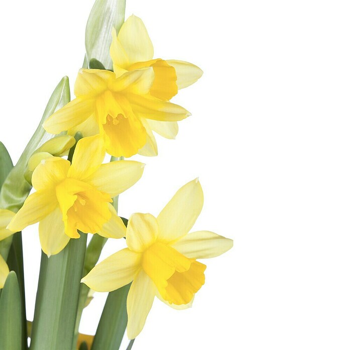 Piardino Frühlingsblumenzwiebeln Narzisse (Narcissus pseudonarcissus 'Tête-à-Tête') | BAUHAUS