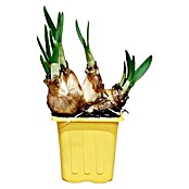 Piardino Frühlingsblumenzwiebeln Narzisse (Narcissus pseudonarcissus 'Tête-à-Tête') | BAUHAUS