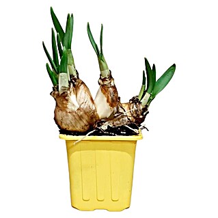 Piardino Frühlingsblumenzwiebeln Narzisse (Narcissus pseudonarcissus 'Tête-à-Tête')