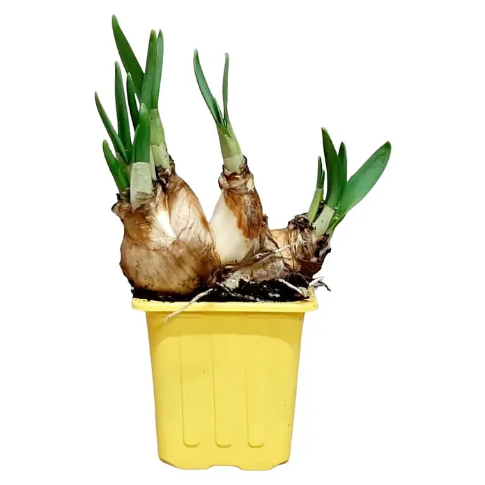 Piardino Frühlingsblumenzwiebeln Narzisse - Narcissus pseudonarcissus 'Tête-à-Tête' - Narzissenzwiebeln in einem gelben Topf, die grüne Triebe zeigen, ein Zeichen für Wachstum und den bevorstehenden Frühling.