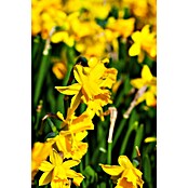 Piardino Frühlingsblumenzwiebeln Narzisse (Narcissus pseudonarcissus 'Tête-à-Tête') | BAUHAUS