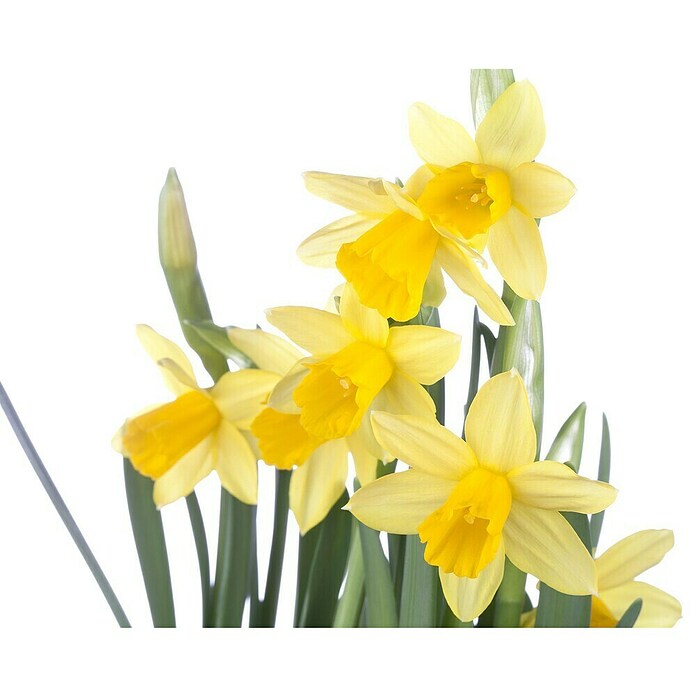 Piardino Frühlingsblumenzwiebeln Narzisse (Narcissus pseudonarcissus 'Tête-à-Tête') | BAUHAUS