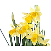 Piardino Frühlingsblumenzwiebeln Narzisse (Narcissus pseudonarcissus 'Tête-à-Tête') | BAUHAUS