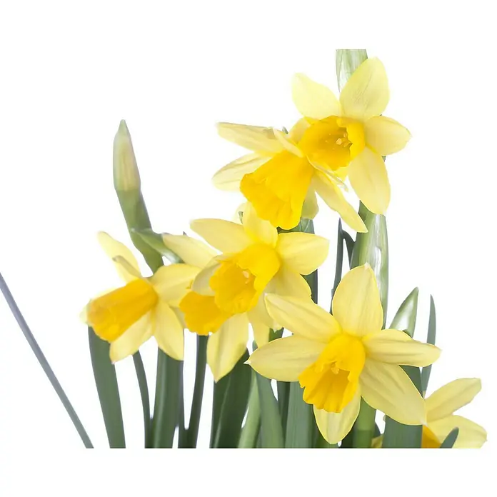 Piardino Frühlingsblumenzwiebeln Narzisse - Narcissus pseudonarcissus 'Tête-à-Tête' - Helle gelbe Narzissen mit grünen Stängeln und Blättern.