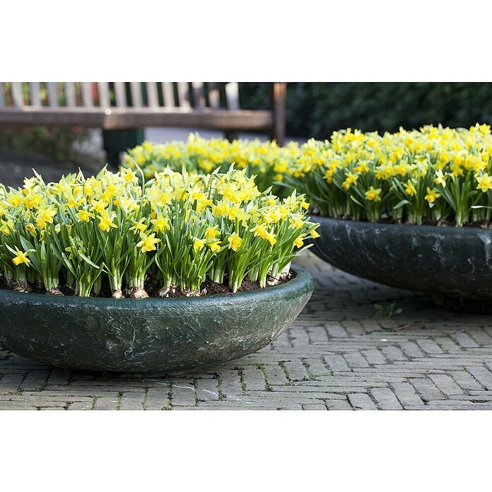Piardino Frühlingsblumenzwiebeln Narzisse (Narcissus pseudonarcissus 'Tête-à-Tête') | BAUHAUS