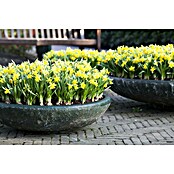 Piardino Frühlingsblumenzwiebeln Narzisse (Narcissus pseudonarcissus 'Tête-à-Tête') | BAUHAUS