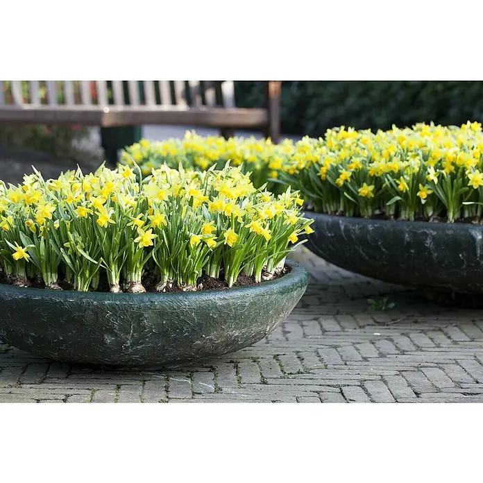 Piardino Frühlingsblumenzwiebeln Narzisse - Narcissus pseudonarcissus 'Tête-à-Tête' - Nahaufnahme von zwei blauen Pflanzgefäßen gefüllt mit leuchtend gelben Narzissen auf einem gepflasterten Weg.