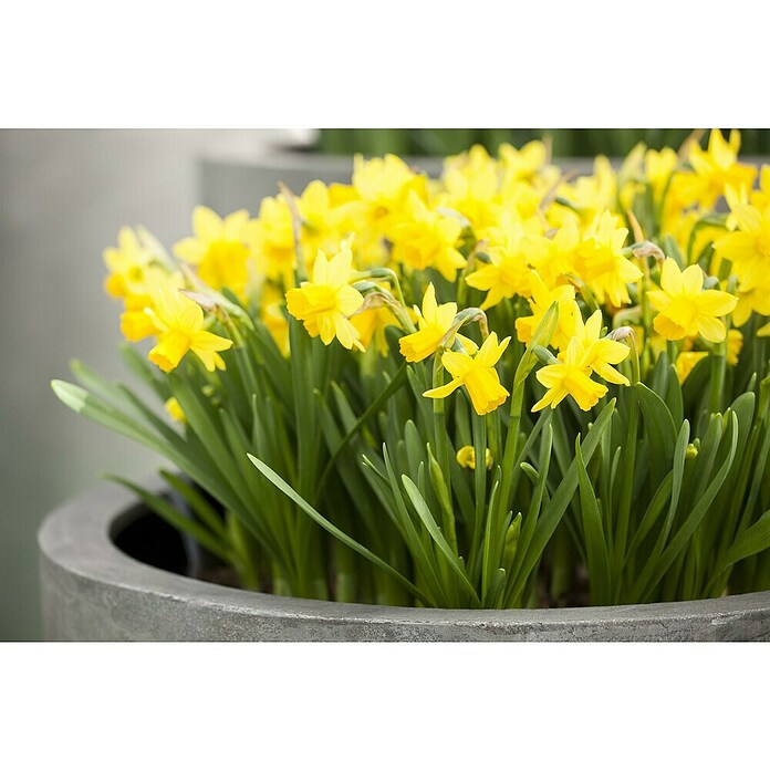 Piardino Frühlingsblumenzwiebeln Narzisse (Narcissus pseudonarcissus 'Tête-à-Tête') | BAUHAUS
